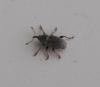 Tychius sp.